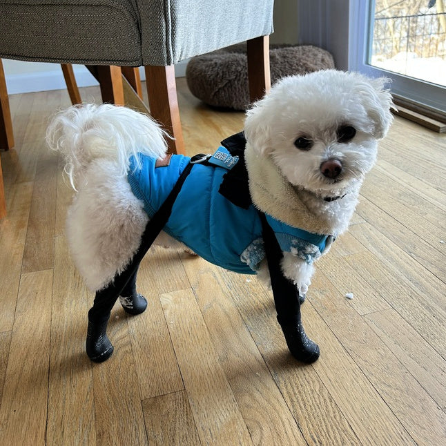 Walkee Paws: Connected Dog Boots That Stay On - Main Image