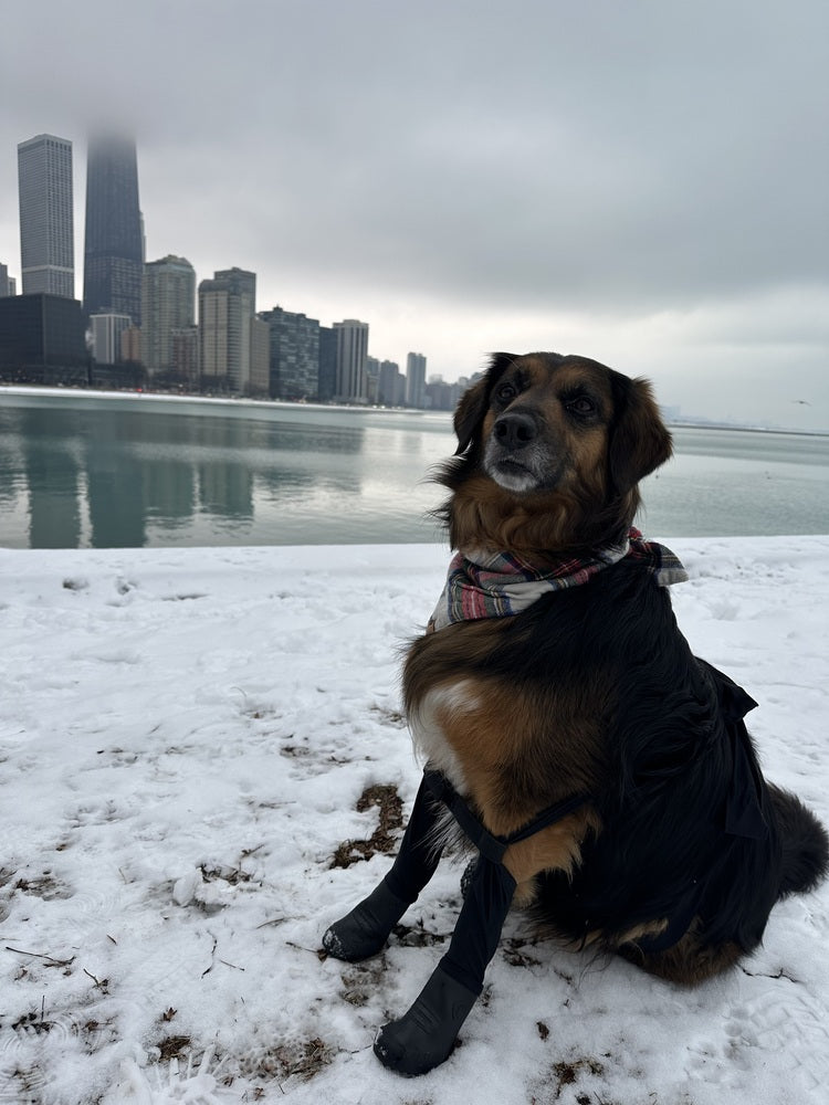 The search for dog boots ends here.