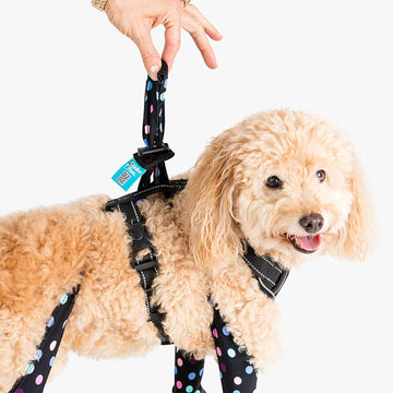 Teddy is wearing Small - leggings not included.