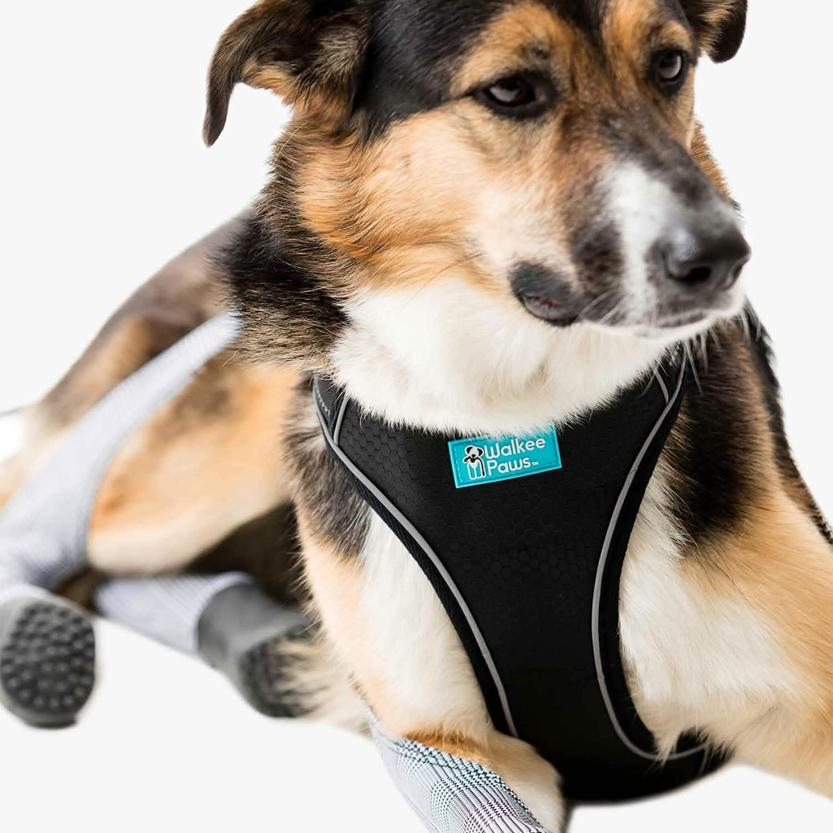 Danlia (GSD mix) is wearing  L.
