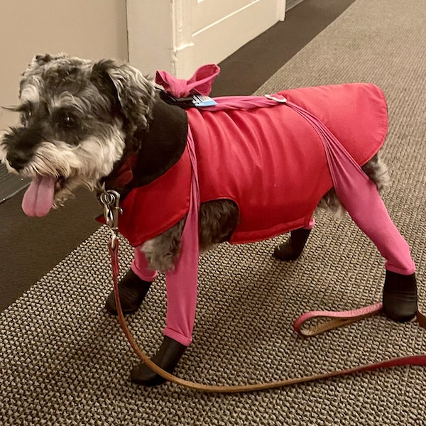 mini schnauzer clothes