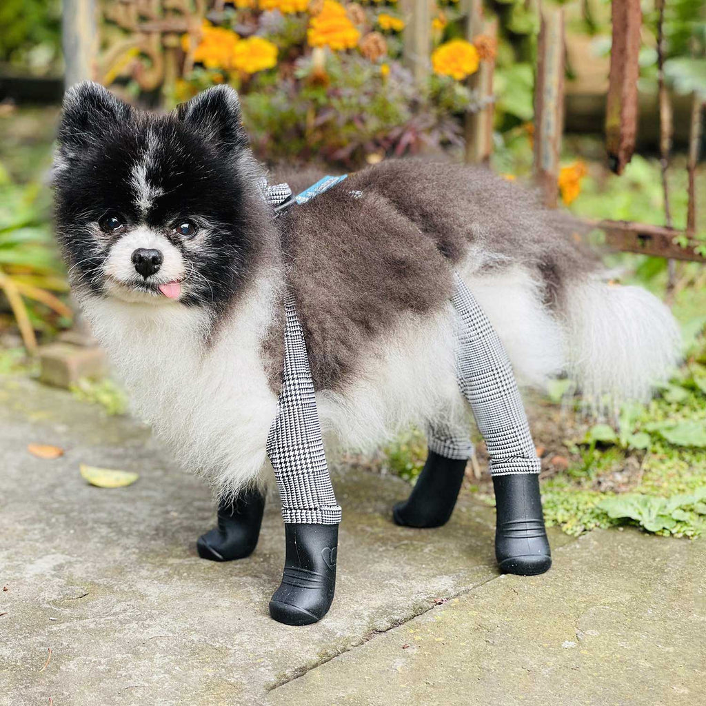 Never lose a dog boot again! This Pomeranian dog wears a size small in Deluxe Easy-on boot leggings