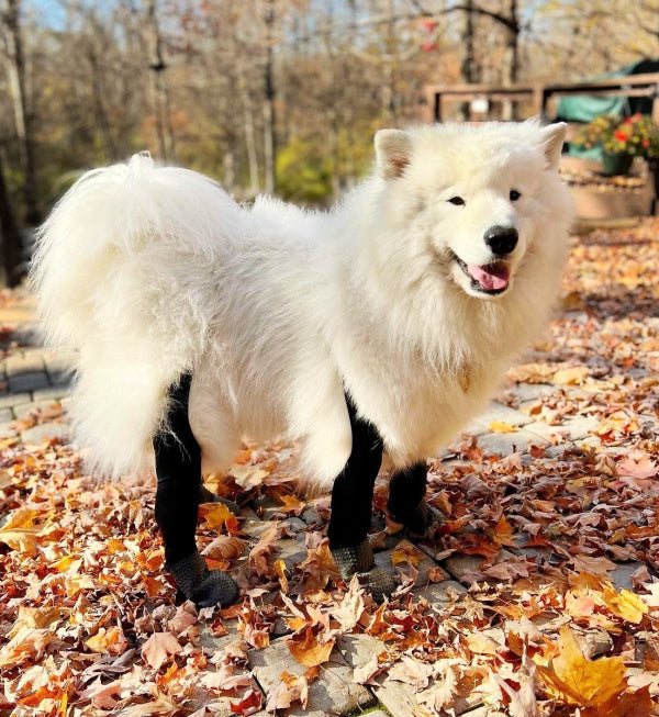 Samoyed Walkee Paws