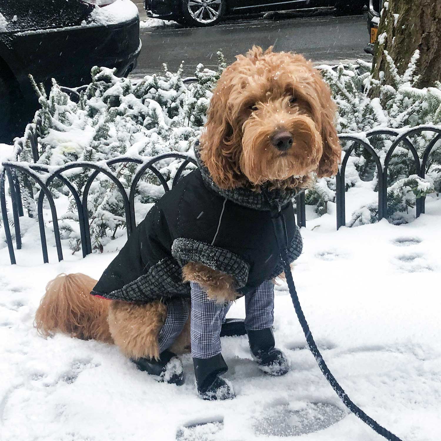 thumbnail image 2 of Waterproof Suspender Leggings Dog Boots Leggings With Suspenders - Waterproof Protective Pants For Outdoor Adventures Outdoor Dog Protection 2 of 10