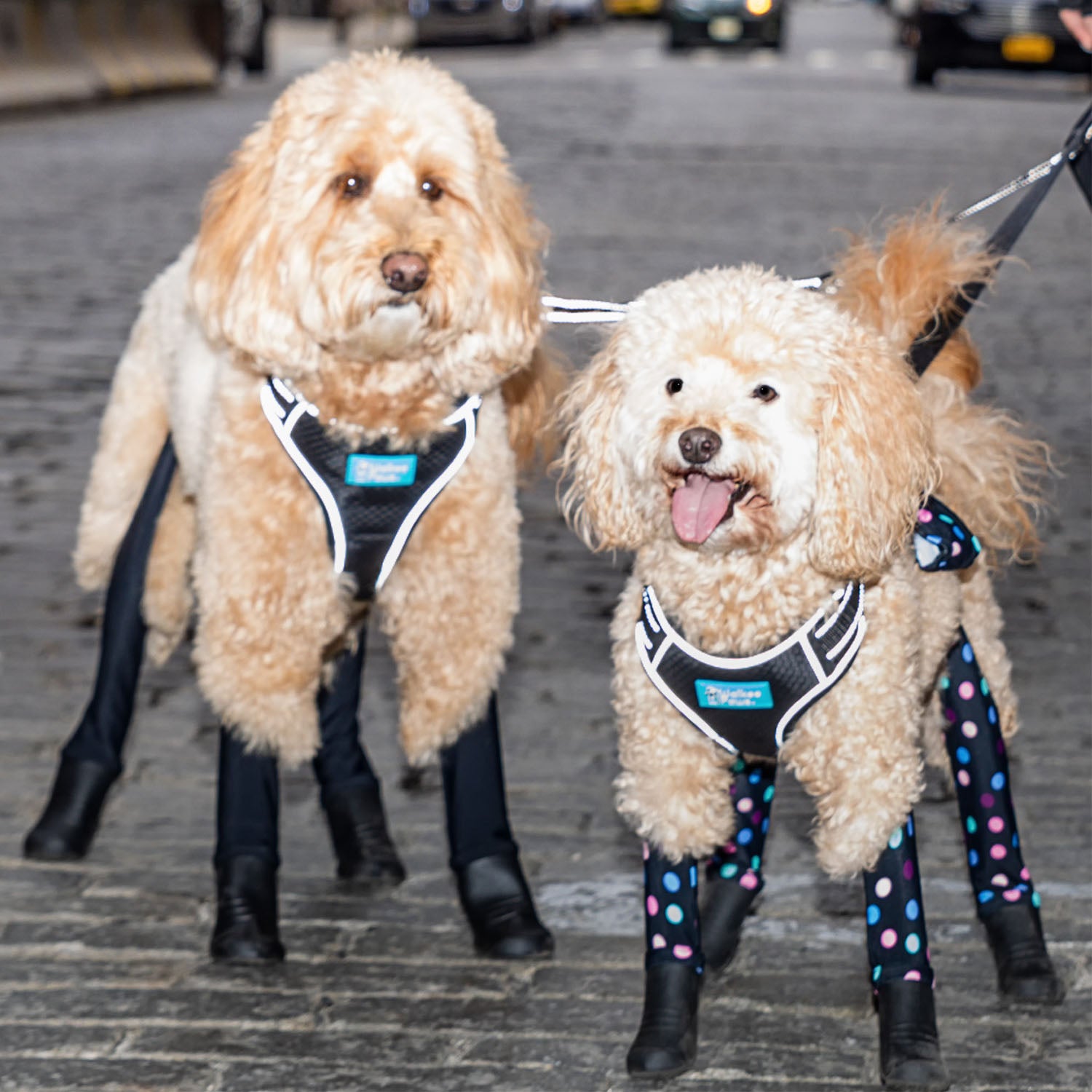 Best Easy-On Dog Harness Walkee Paws - Main Image