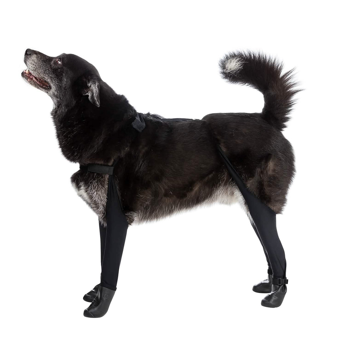 Deluxe Dog Boot Leggings