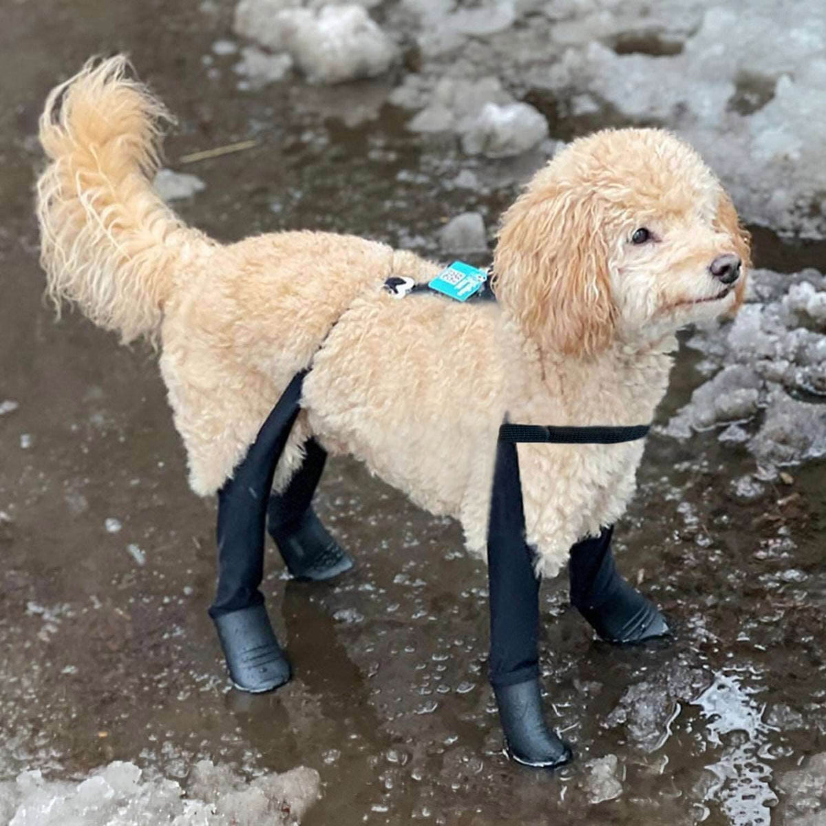 Deluxe Dog Boot Leggings