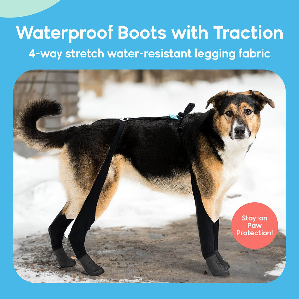 A dog wearing Walkee Paws dog shoes with waterproof boots and traction, attached to 4-way stretch water-resistant legging fabric, designed for stay-on paw protection. The image is set in a snowy outdoor environment.