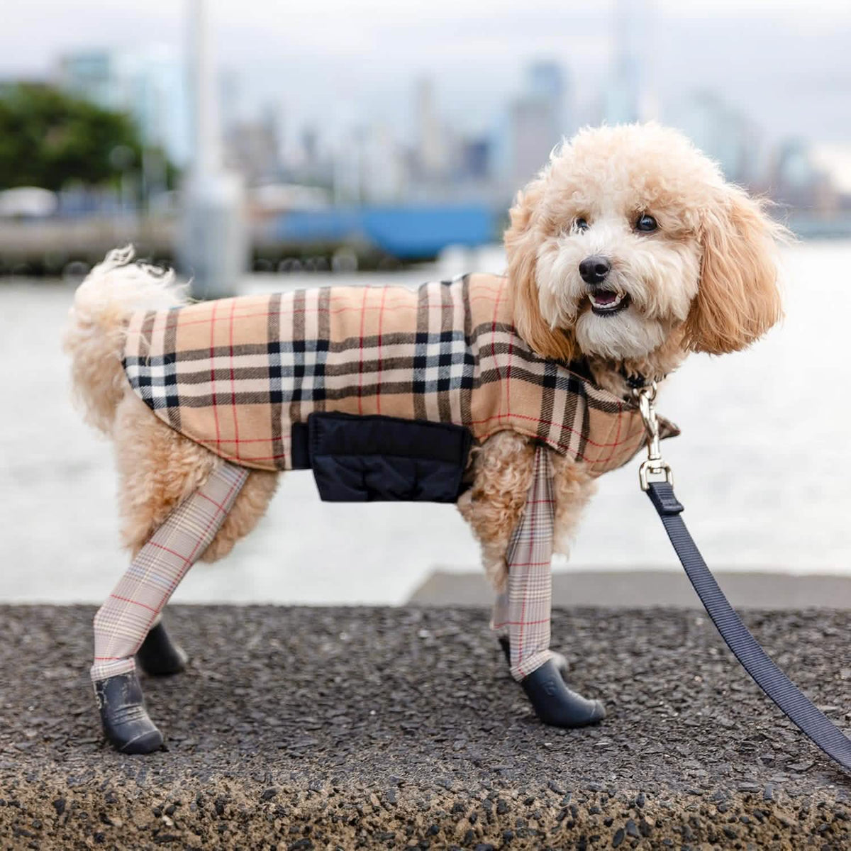 Dog wearing walkee paws coat with plaid pattern and black boots, standing on a concrete surface.