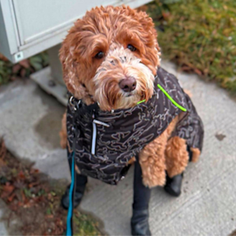 Switched to walkee paws