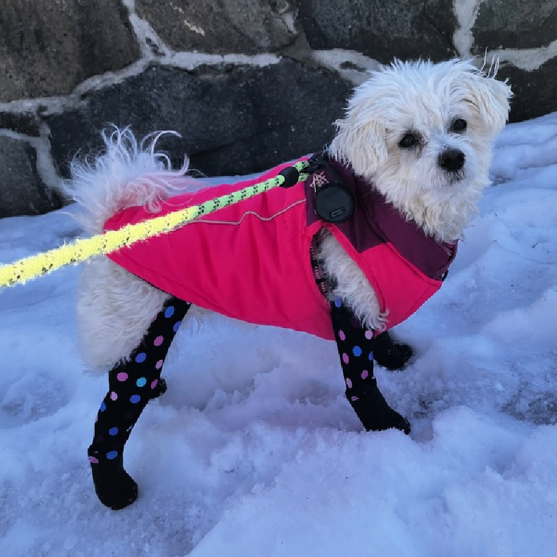 Cute, comfy, warm dry paws and boots!