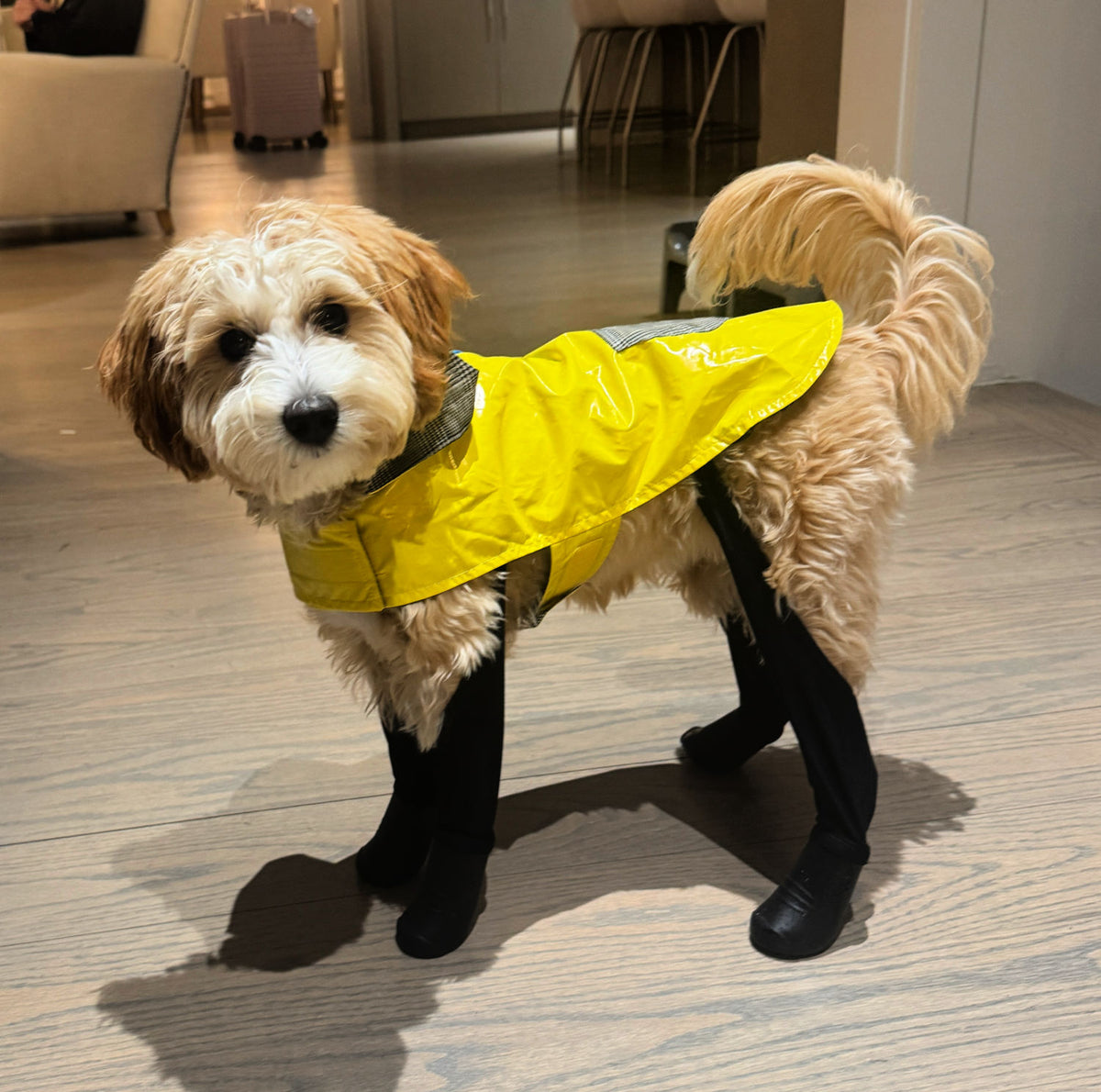 Deluxe Dog Boot Leggings