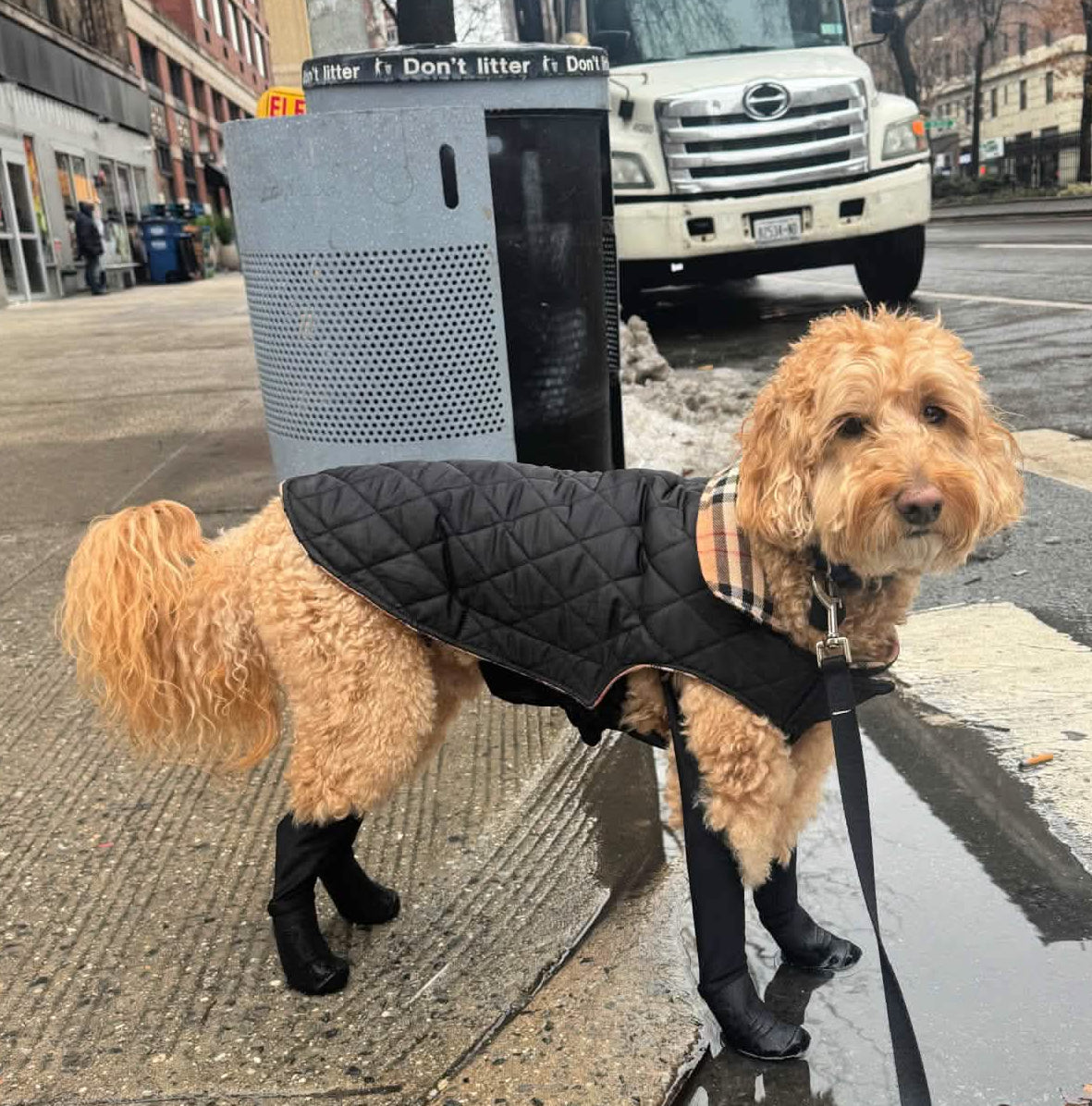 Reversible 2-in-1 Waterproof Dog Coat