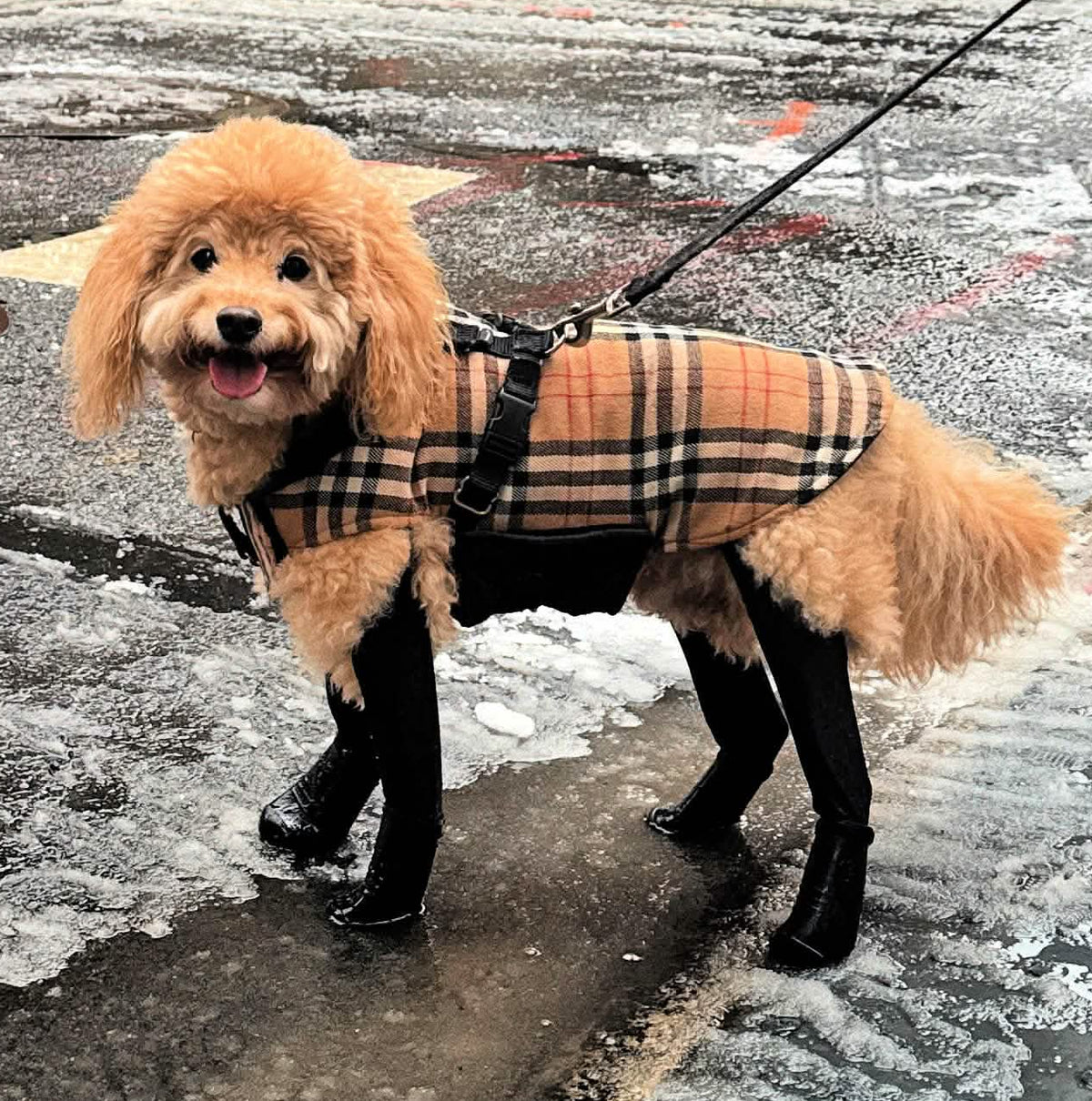 Reversible 2-in-1 Waterproof Dog Coat