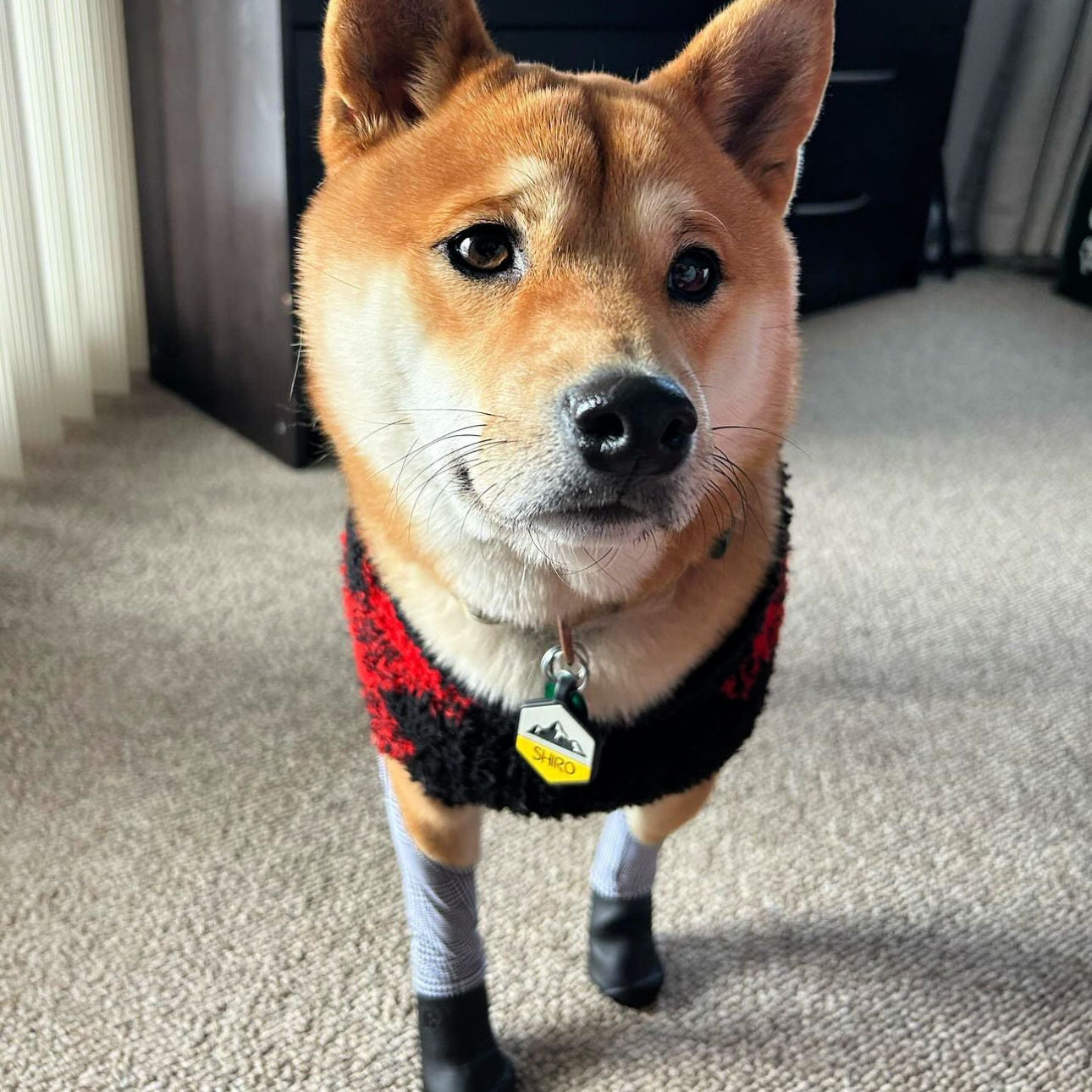 Shiba Inu – Walkee Paws