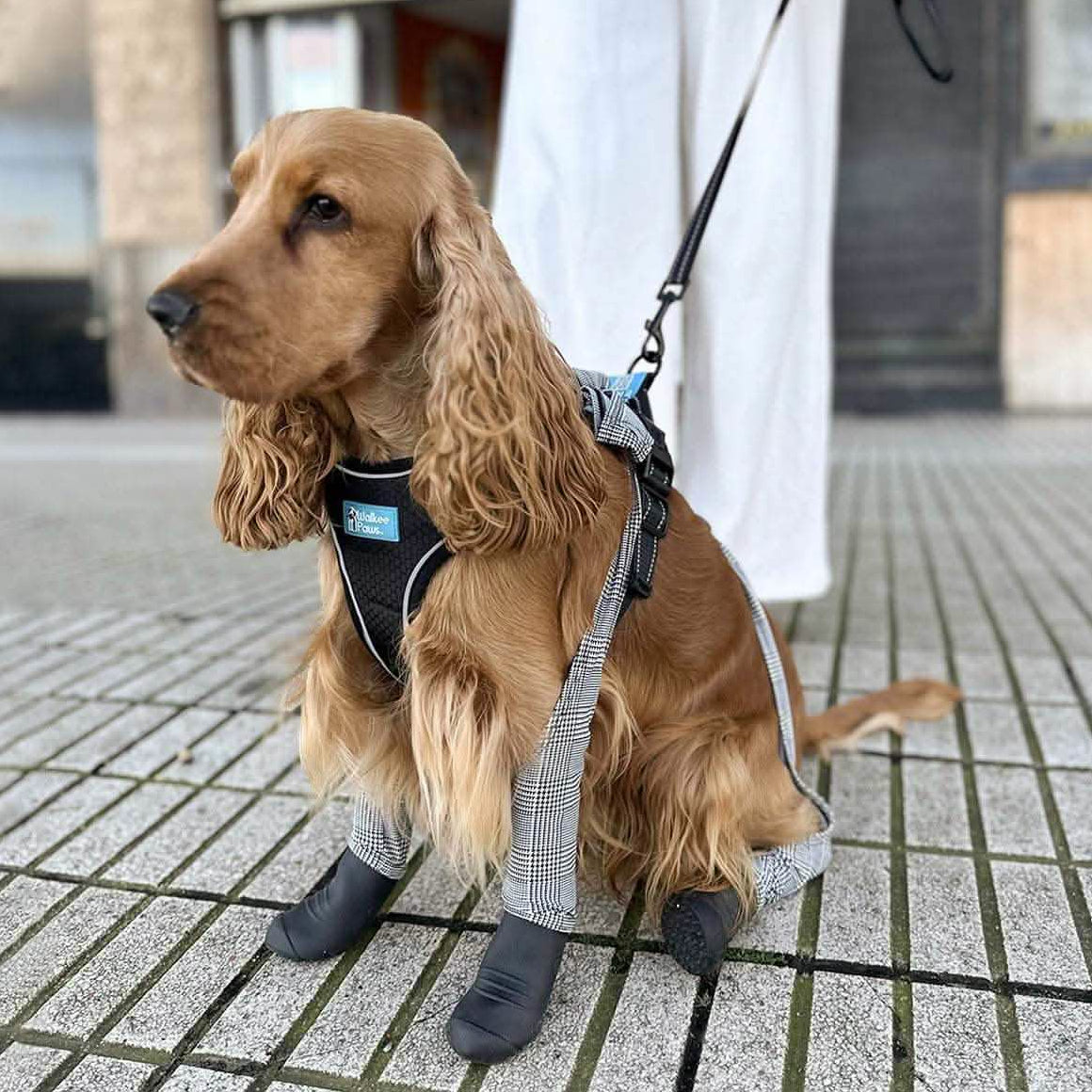 Goldie the Cocker is wearing Medium