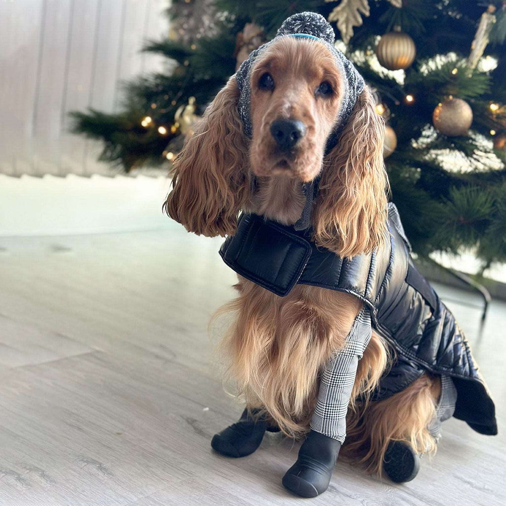 Ollie the Cocker is wearing sx M coat and S/M Leggings