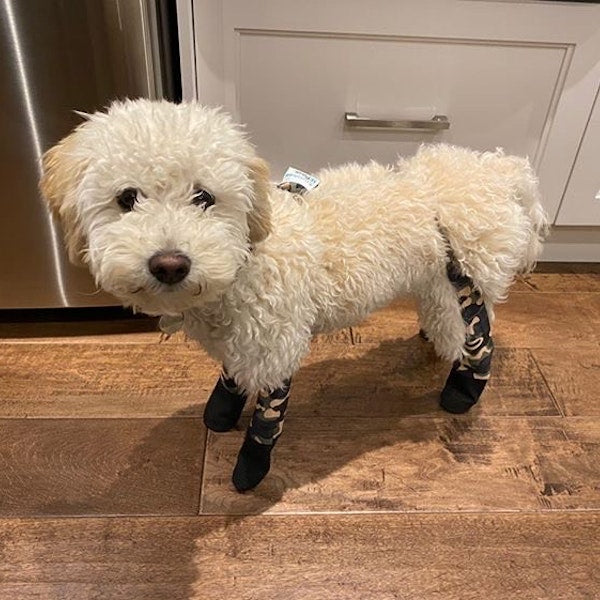 Poodle (Toy) – Walkee Paws