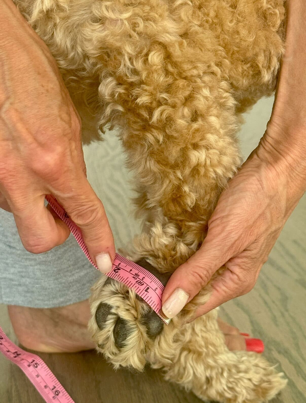 How to measure PAW WIDTH