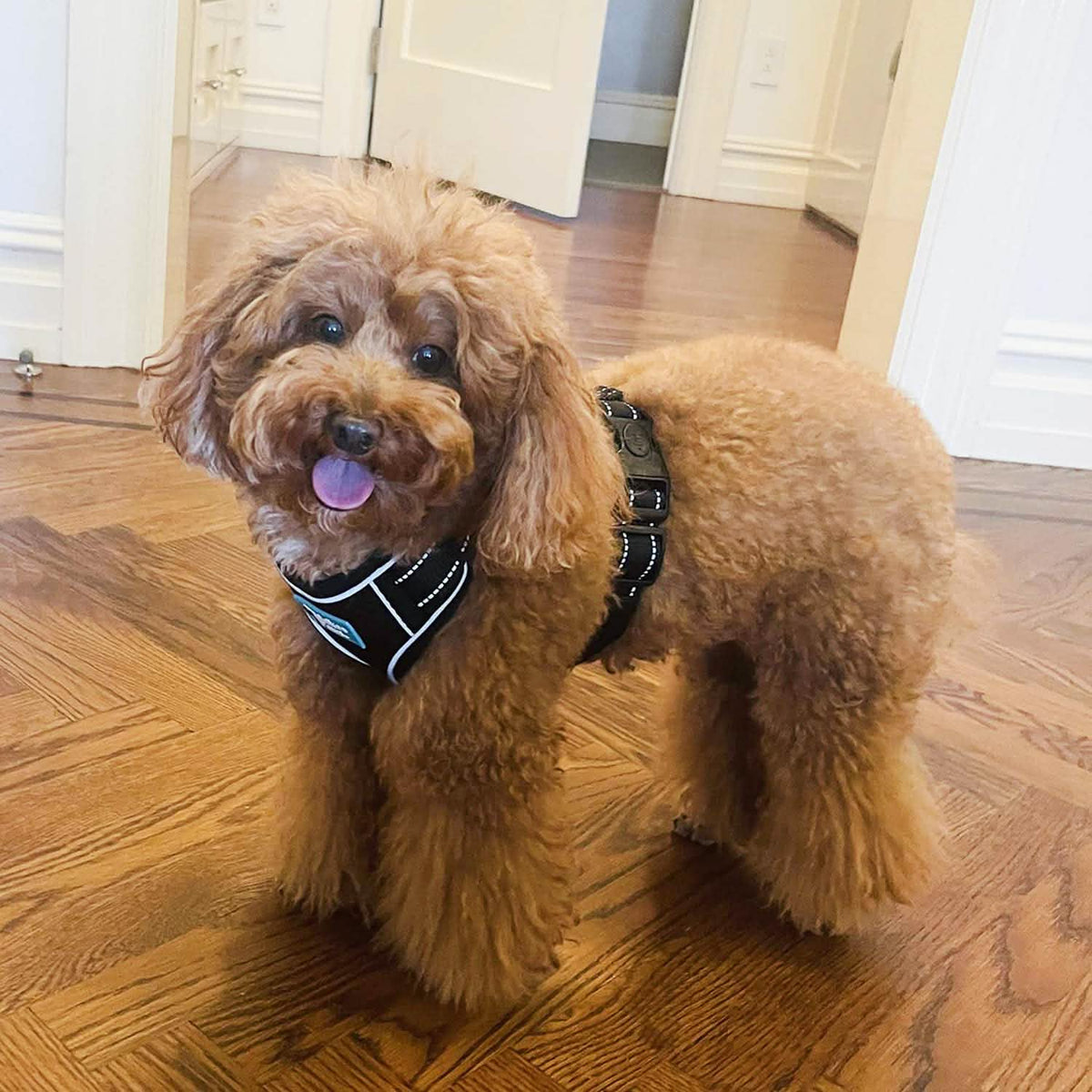 Peanut is wearing size Small.