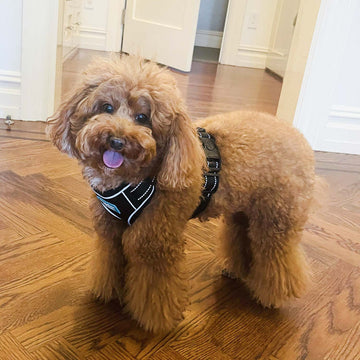 Peanut is wearing size Small.