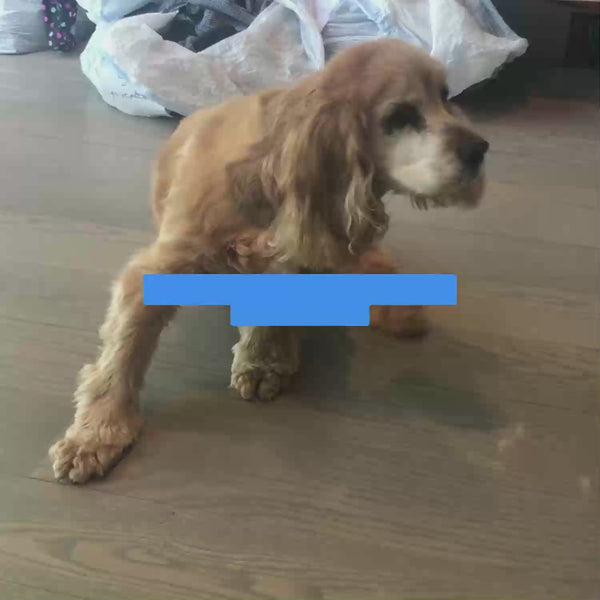 Toffee (Cocker Spaniel) is wearing M.