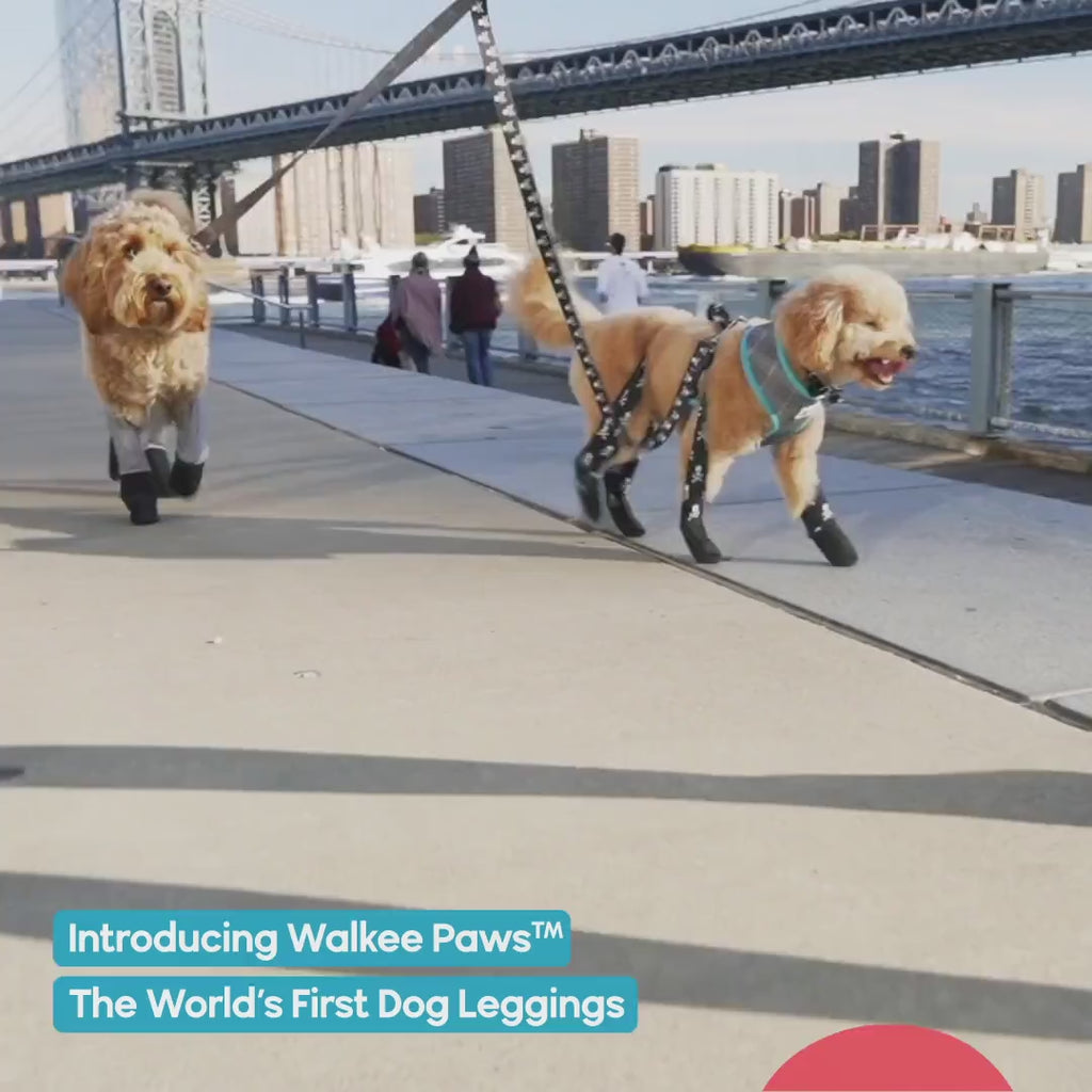 Introducing Walkee Paws dog boot leggings