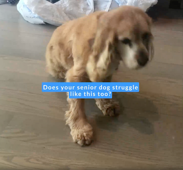 Toffee (Cocker Spaniel) is wearing M.