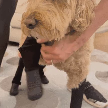 Deluxe Dog Boot Leggings