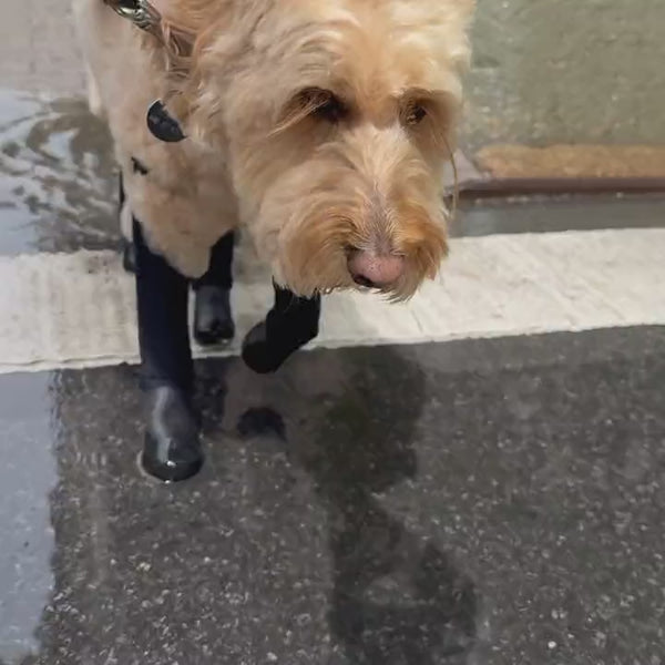 Deluxe Dog Boot Leggings