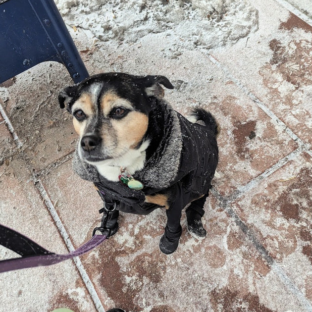 Walkee Paws: Connected Dog Boots That Stay On - Main Image