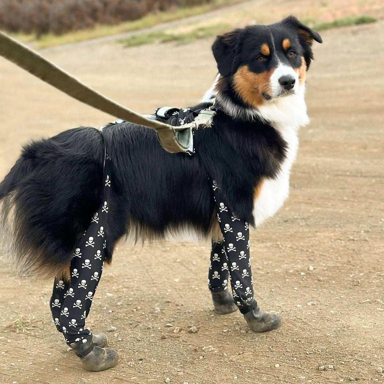 Bandit the large Australian Shepherd is wearing L