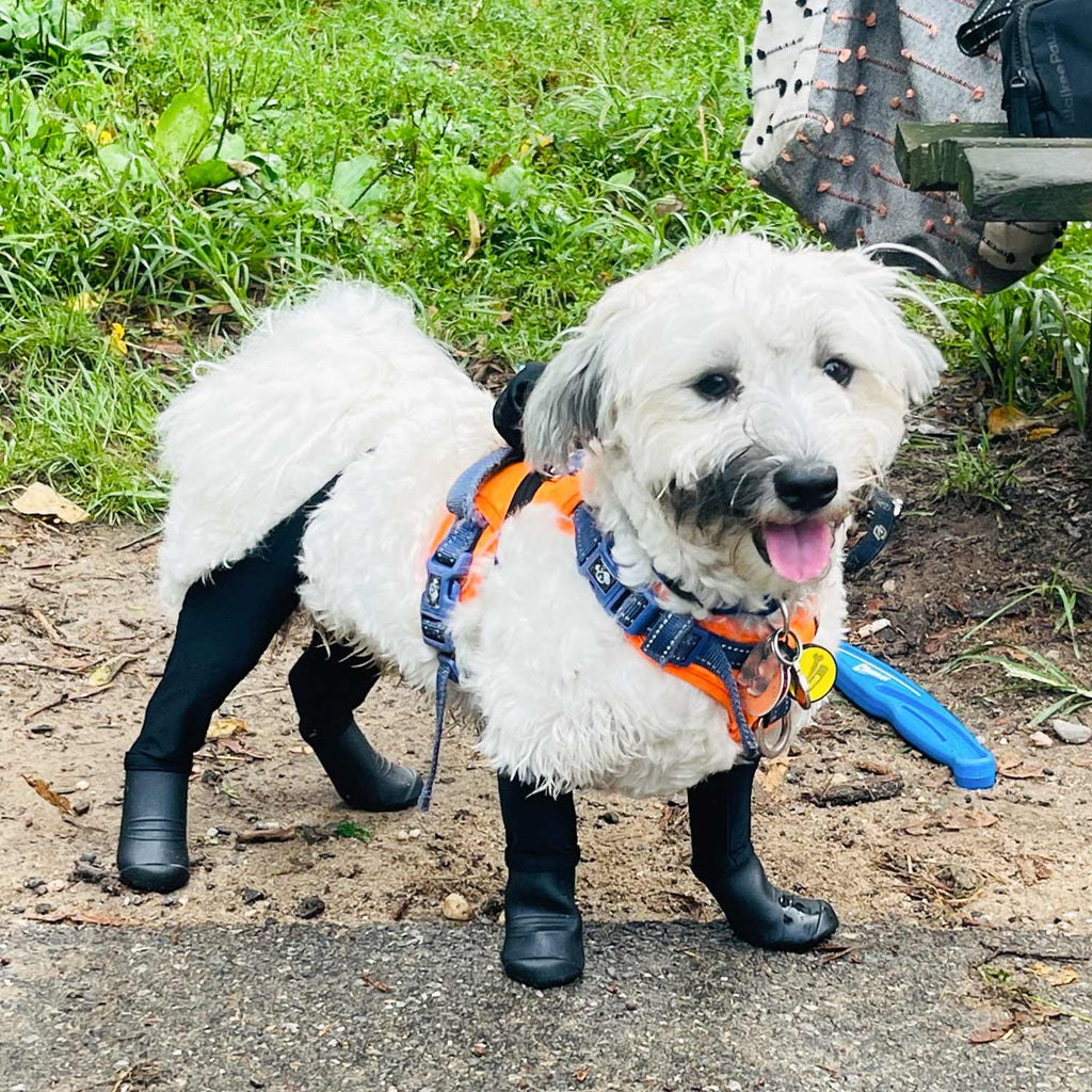 All- In-One Dog Boot Leggings - Never lose a dog boot again! | Dog boots,  Dog booties, Dog pants