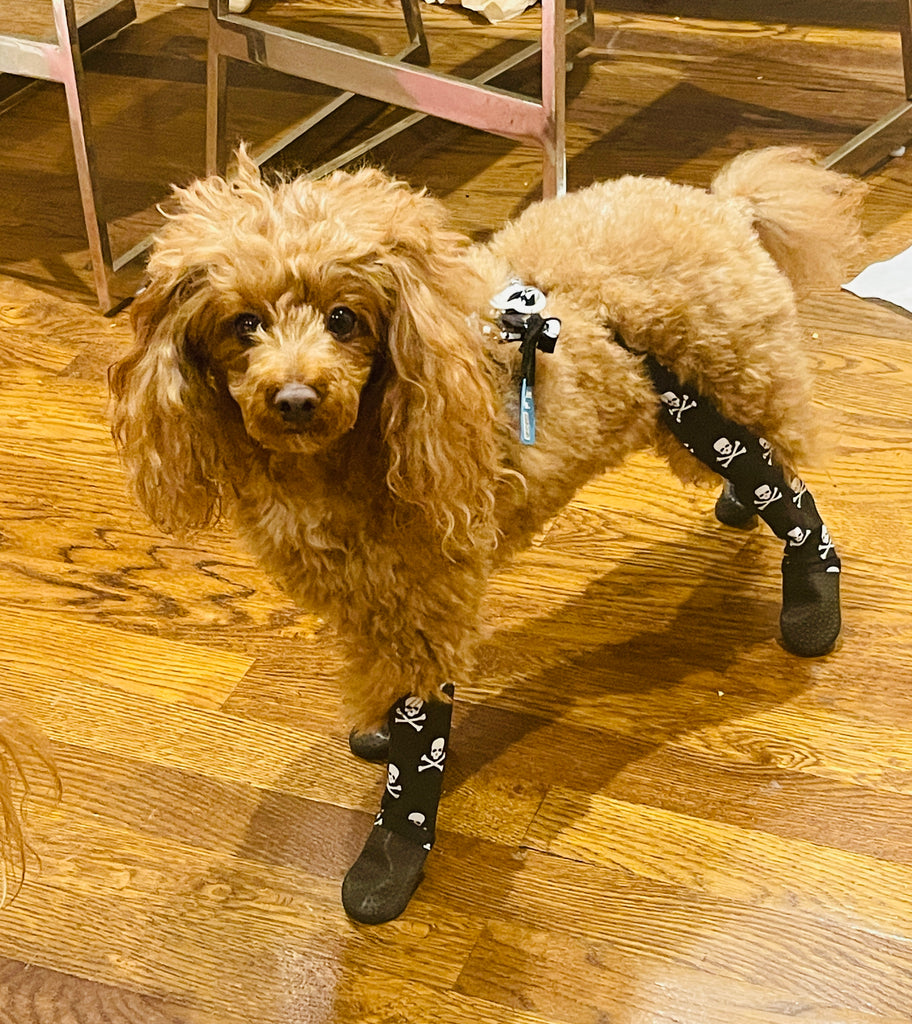 Peanut the Toy Poodle is wearing size XS Tall.