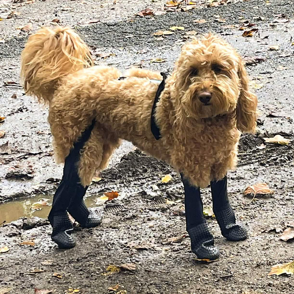 Stir Fry the Mini Goldendoodle is wearing size M