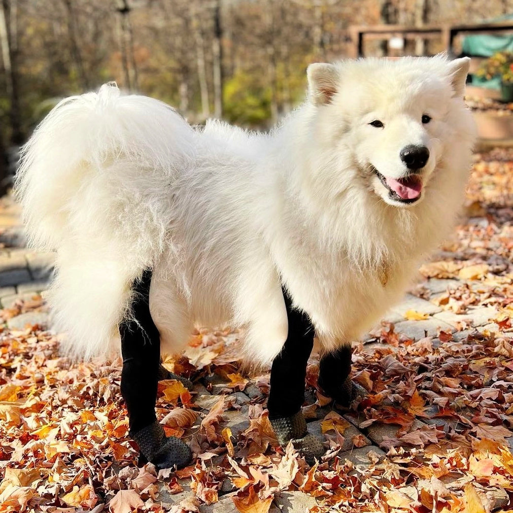 Simon the Samoyed is wearing size L 